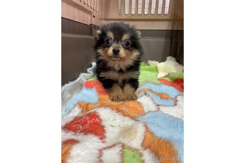 成約済の愛媛県のチワワ(ロングコート)-223973の4枚目