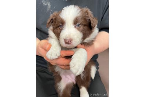 成約済の東京都のボーダーコリー-223984の2枚目