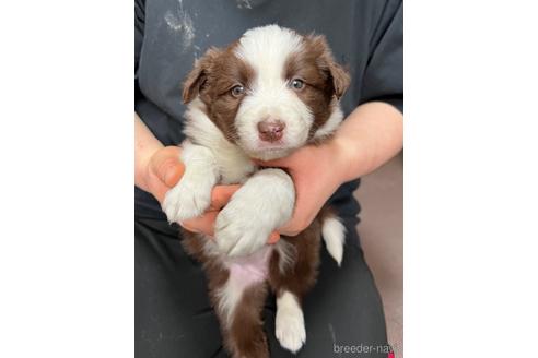 成約済の東京都のボーダーコリー-223984