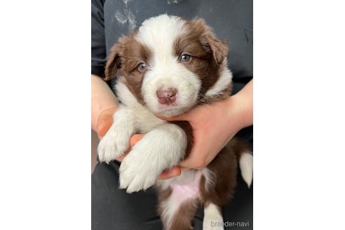 成約済の東京都のボーダーコリー-223984の3枚目