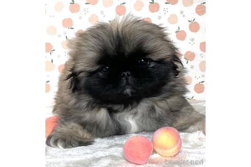 成約済の岡山県のペキニーズ-221412の1枚目