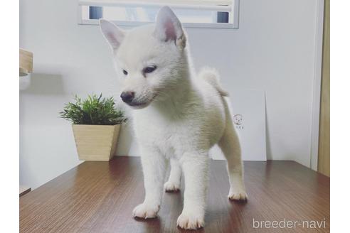 成約済の茨城県の柴犬-216488の5枚目