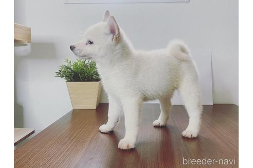 成約済の茨城県の柴犬-216488の4枚目