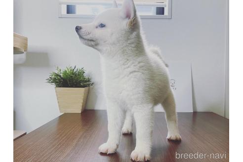 成約済の茨城県の柴犬-216488の3枚目