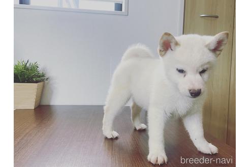 成約済の茨城県の柴犬-216488の2枚目
