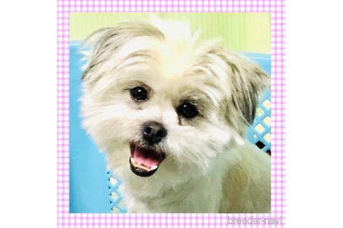 成約済の秋田県のミックス犬-224055