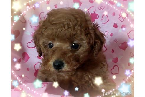 成約済の静岡県のタイニープードル-224068の7枚目