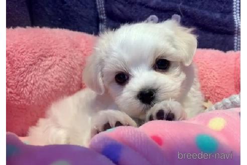 子犬