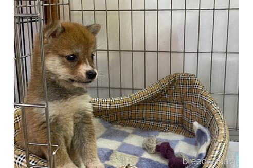 成約済の岡山県の豆柴-215060の2枚目