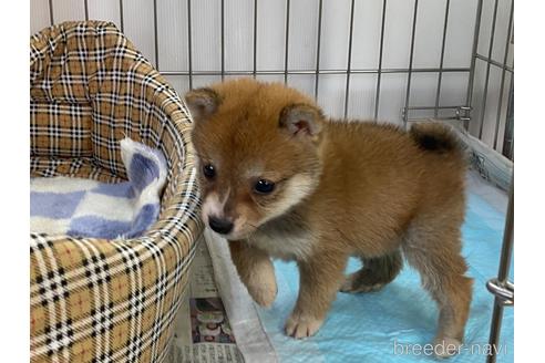 成約済の岡山県の豆柴-215060の5枚目