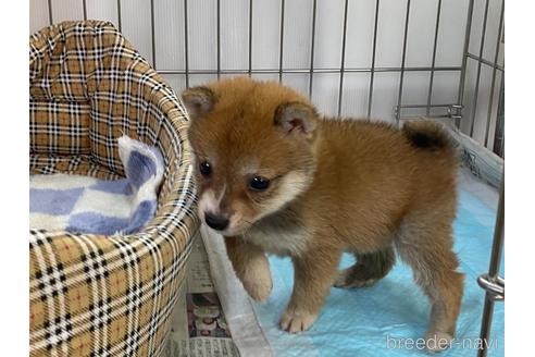 成約済の岡山県の豆柴-215060の5枚目