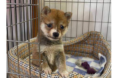 成約済の岡山県の豆柴-215060の3枚目