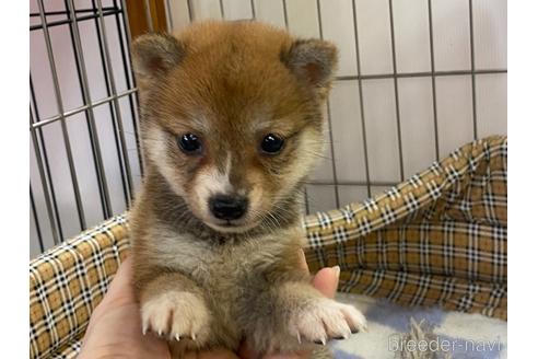 成約済の岡山県の豆柴-215060の1枚目