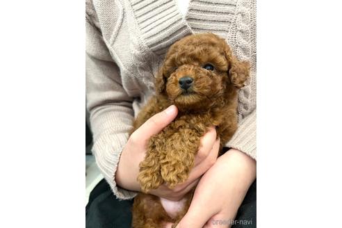 成約済の福岡県のタイニープードル-221726の2枚目