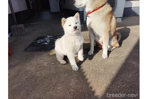 成約済の岡山県の柴犬-224231の1枚目