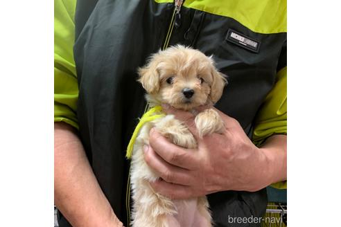 成約済の岐阜県のミックス犬-214452の9枚目