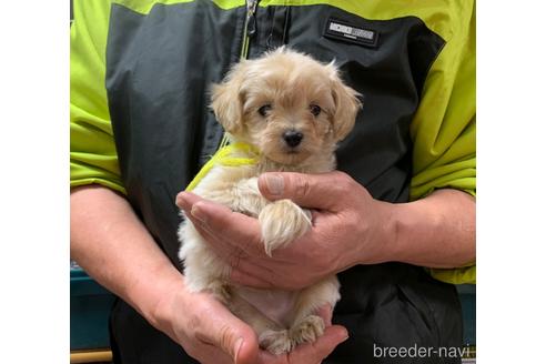 成約済の岐阜県のミックス犬-214452の9枚目
