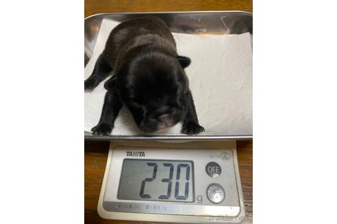 成約済の愛知県のフレンチブルドッグ-224062の49枚目