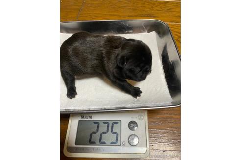成約済の愛知県のフレンチブルドッグ-224062の48枚目