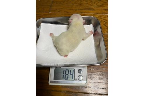 販売中の愛知県のフレンチブルドッグ-224060の36枚目