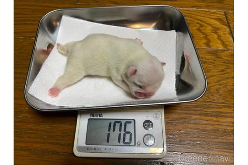販売中の愛知県のフレンチブルドッグ-224060の37枚目