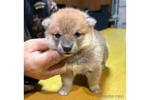 成約済の千葉県の豆柴-224293の1枚目