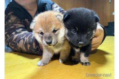 成約済の千葉県の豆柴-224293の2枚目