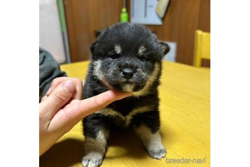 成約済の千葉県の柴犬-224302の1枚目