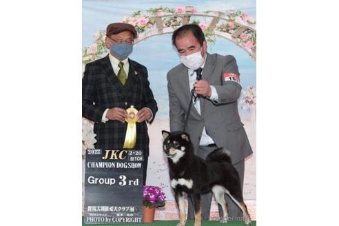成約済の千葉県の柴犬-224302の4枚目