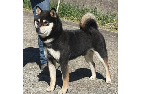 成約済の千葉県の柴犬-224302の3枚目