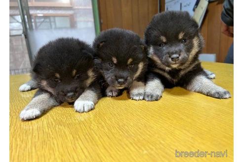 成約済の千葉県の柴犬-224302の2枚目