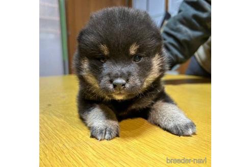 成約済の千葉県の柴犬-224305の1枚目