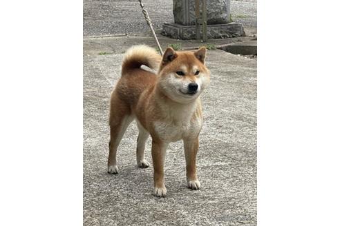 成約済の千葉県の柴犬-224310の2枚目