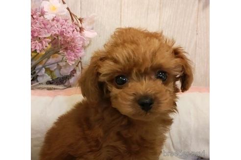 成約済の愛知県のティーカッププードル-224317の1枚目