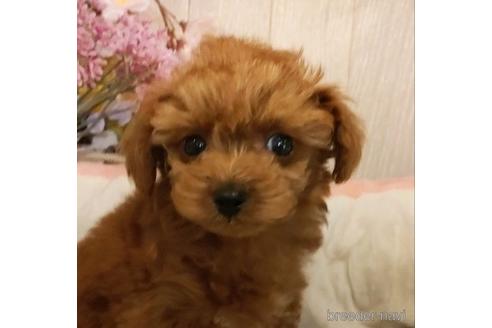成約済の愛知県のティーカッププードル-224317の3枚目
