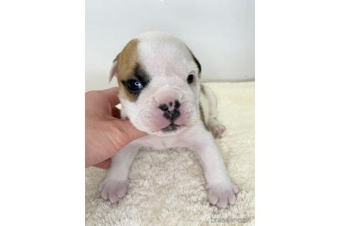 成約済の愛知県のブルドッグ-224336の6枚目