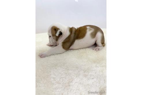 成約済の愛知県のブルドッグ-224336の4枚目