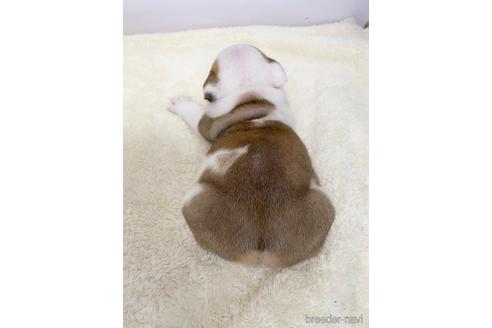 成約済の愛知県のブルドッグ-224336の3枚目