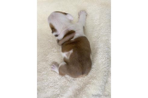 成約済の愛知県のブルドッグ-224336の2枚目