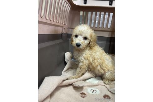 成約済の愛媛県のタイニープードル-224348
