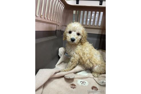 成約済の愛媛県のタイニープードル-224348の3枚目