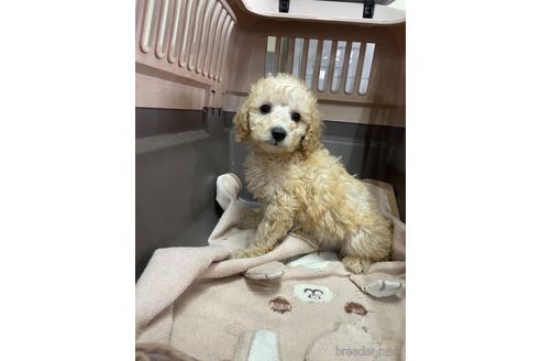 成約済の愛媛県のタイニープードル-224348の4枚目