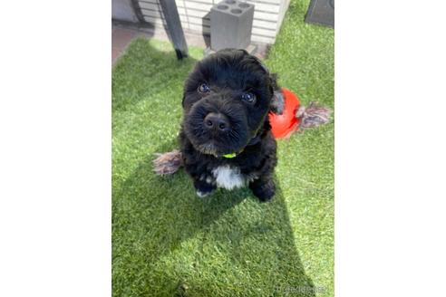 成約済の東京都のその他の犬種-222284の22枚目