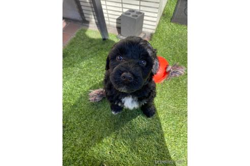 成約済の東京都のその他の犬種-222284の21枚目