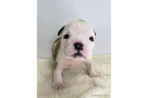 成約済の愛知県のブルドッグ-224388の3枚目