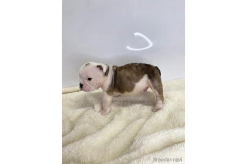 成約済の愛知県のブルドッグ-224388の4枚目