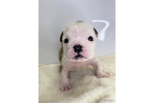 成約済の愛知県のブルドッグ-224388