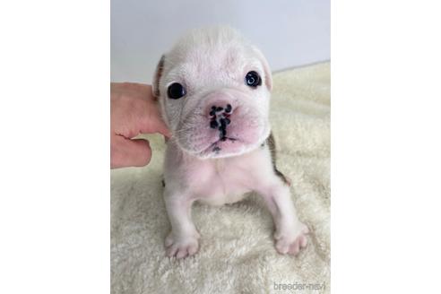 成約済の愛知県のブルドッグ-224390