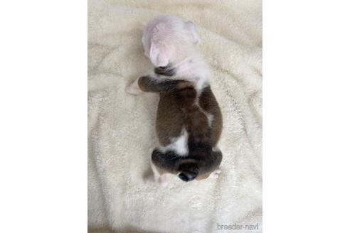 成約済の愛知県のブルドッグ-224390の3枚目