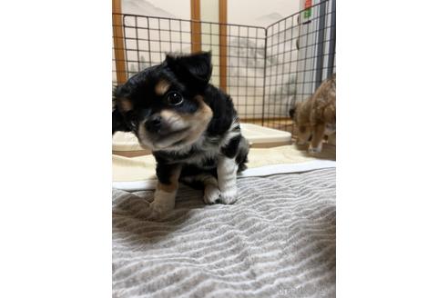 成約済の千葉県のチワワ(ロングコート)-215577の2枚目